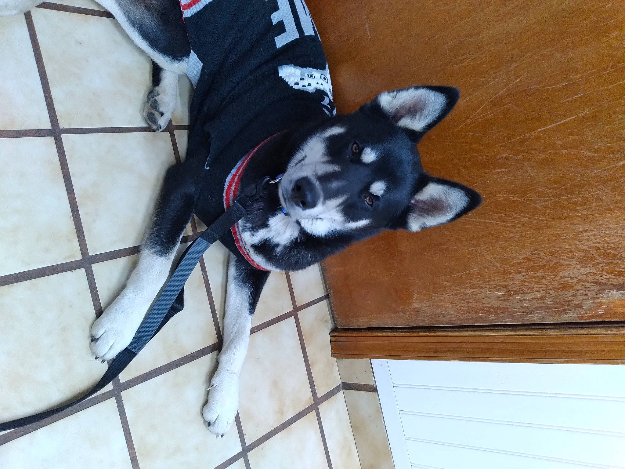 Blaze joined the competition — help win amazing prizes! canidae, carnivore, collar, companion_dog, dog, dog_breed, dog_clothes, dog_collar, dog_supply, fawn, flooring, fur, hardwood, leash, pet_supply, snout, sporting_group, tail, wood, working_animal