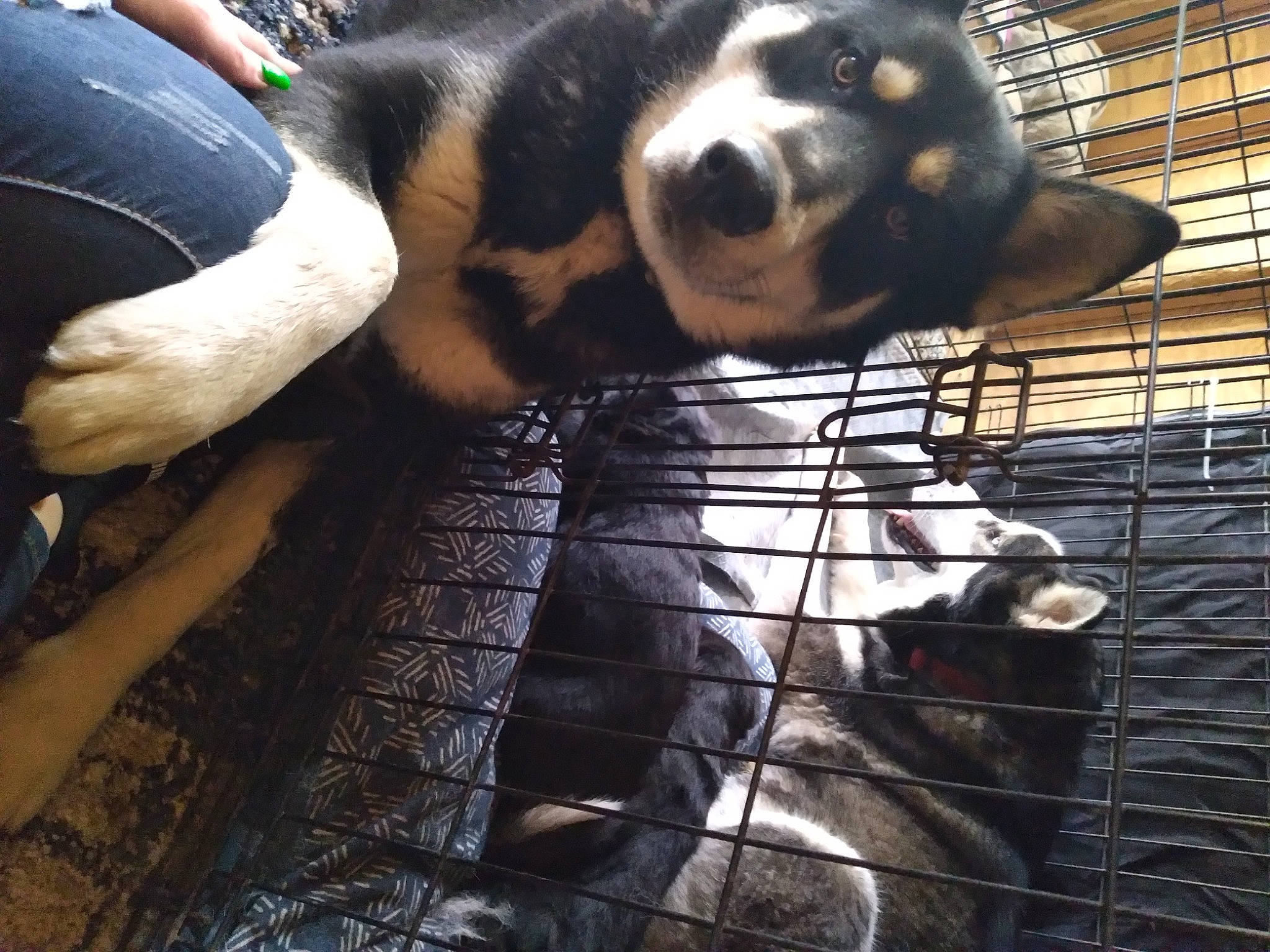 Blaze is registered to the contest to win money with this photo: animal_shelter, carnivore, companion_dog, dog, dog_breed, fur, light, mammal, mesh, metal, pet_supply, service, snapshot, snout, sporting_group, tail, terrestrial_animal, vertebrate, whiskers, working_animal