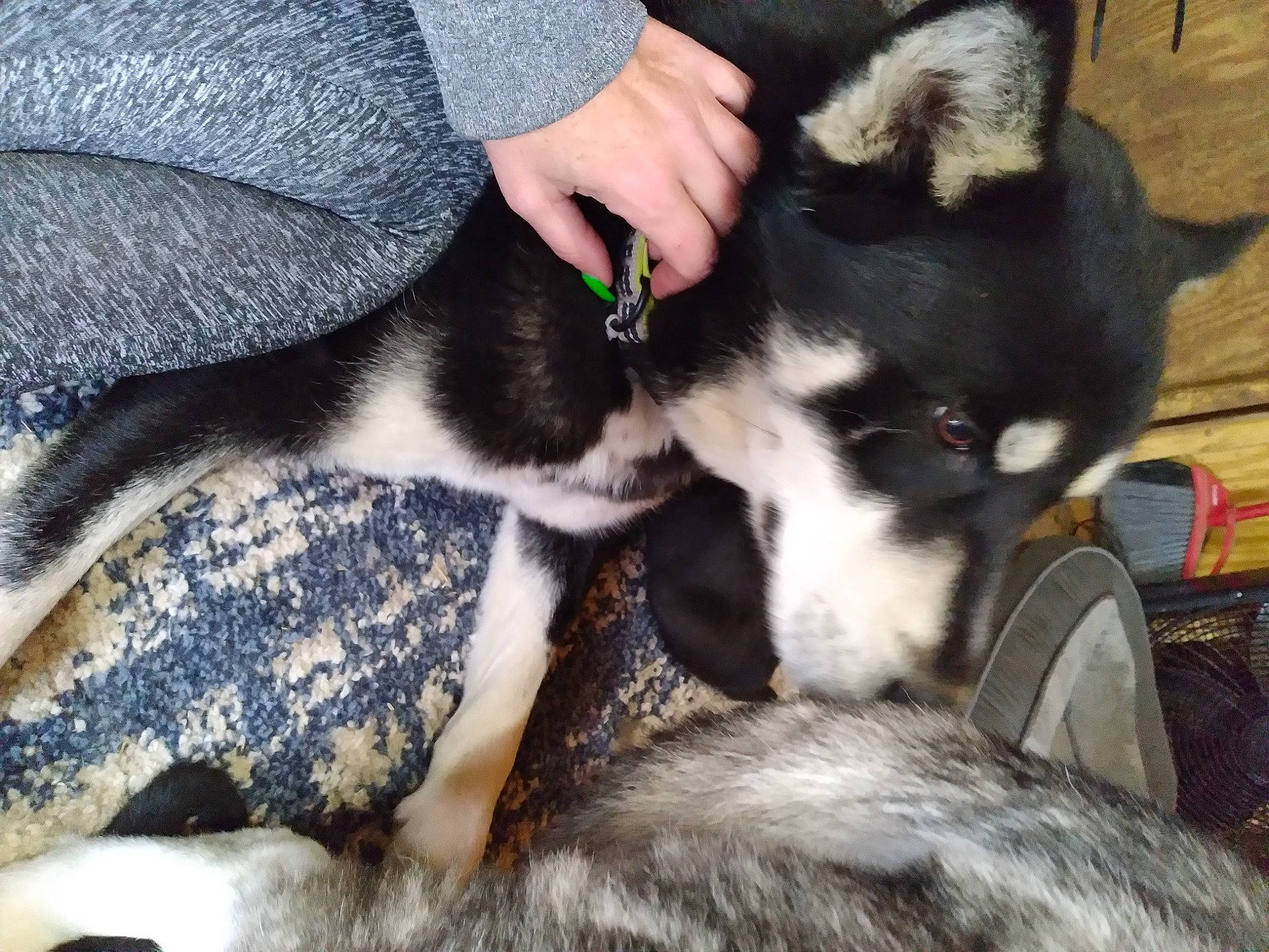 Blaze is registered to the contest to win money with this photo: carnivore, comfort, companion_dog, dog, dog_breed, fawn, felidae, fur, grey, human_leg, nap, non_sporting_group, paw, small_to_medium_sized_cats, snout, tail, toy_dog, whiskers, working_animal