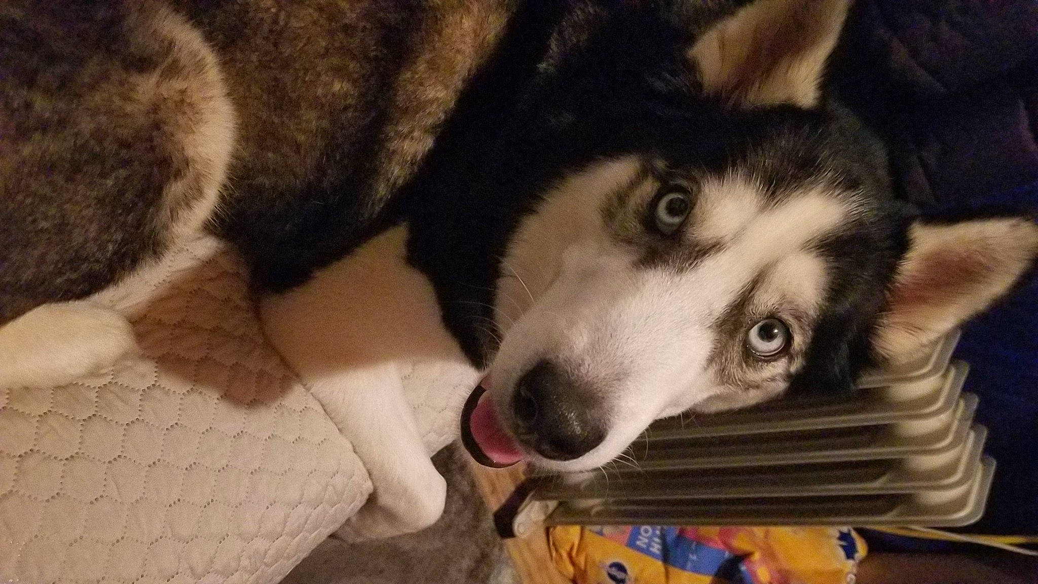 Kodaaa is registered to the contest to win money with this photo: canidae, canis, carnivore, companion_dog, dog, dog_breed, fur, non_sporting_group, paw, siberian_husky, sled_dog, snout, sporting_group, terrestrial_animal, whiskers, wolf, working_animal, working_dog