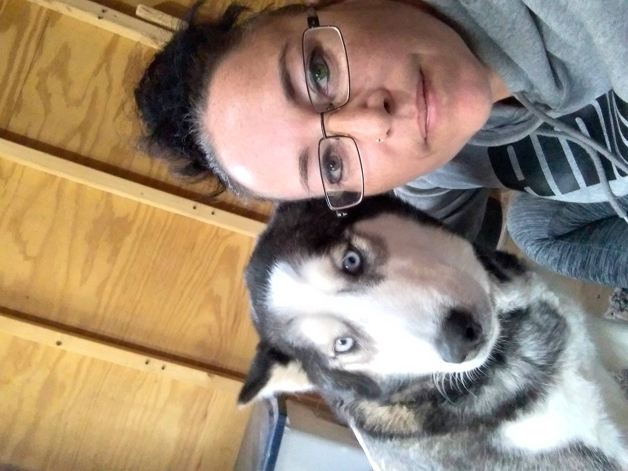 Kodaaa is registered to the contest to win money with this photo: carnivore, companion_dog, dog, dog_breed, ear, eyewear, fawn, fur, glasses, jaw, nose, selfie, siberian_husky, sled_dog, snout, sporting_group, vision_care, whiskers, wood, working_animal