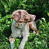 dog, puppy, pet, animal, portrait, outdoor, nature, greenery, foliage, grass, leash, collar, fluffy, brown_and_white, sitting, lying_down, profile, eyes, snout, sunlight