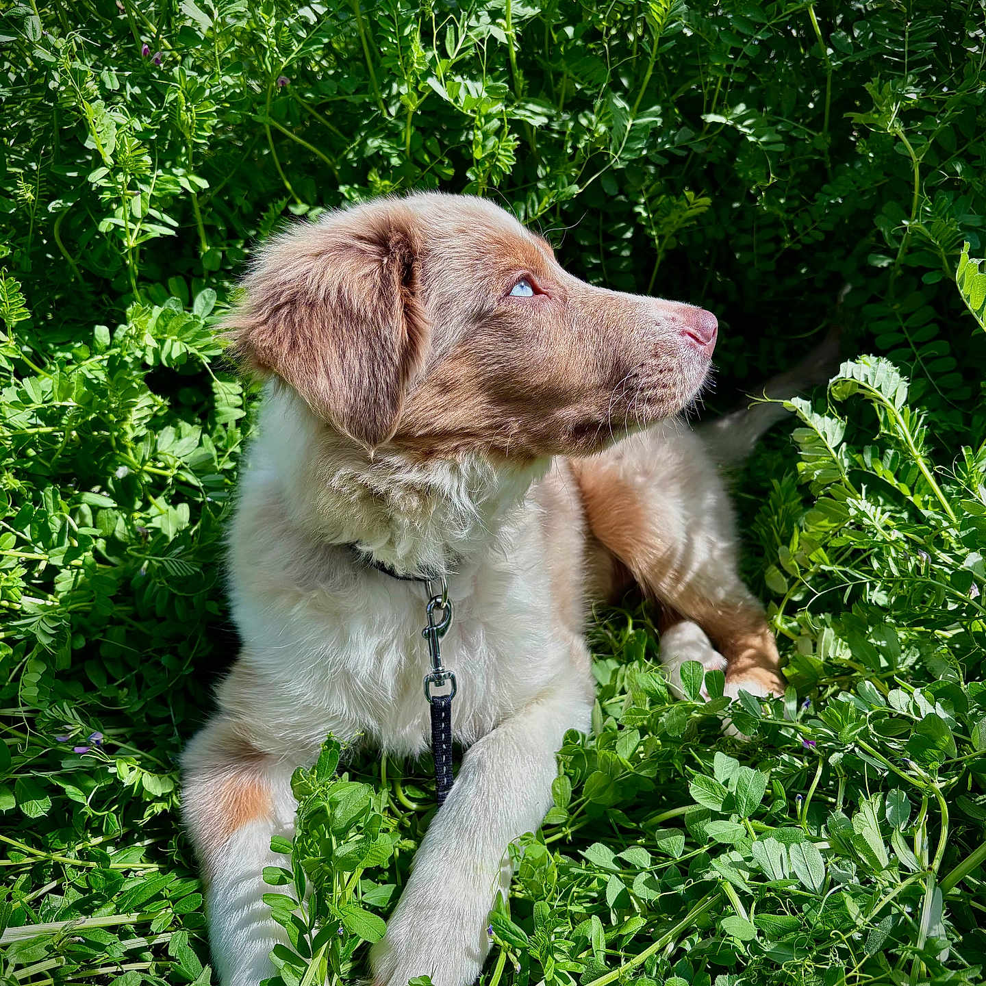 Taiyō a rejoint le concours — aidez-le/la à gagner de superbes lots ! dog, puppy, pet, animal, portrait, outdoor, nature, greenery, foliage, grass, leash, collar, fluffy, brown_and_white, sitting, lying_down, profile, eyes, snout, sunlight