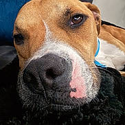 Billy joined the competition — help win amazing prizes! dog, close_up, snout, nose, whiskers, brown_coat, white_marking, blue_collar, bed, blanket, cozy, sleepy, pet, portrait, indoor, fur, texture, resting, muzzle, couch