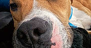 Billy joined the competition — help win amazing prizes! bed, blanket, blue_collar, brown_coat, close_up, couch, cozy, dog, fur, indoor, muzzle, nose, pet, portrait, resting, sleepy, snout, texture, whiskers, white_marking