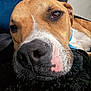 dog, close_up, snout, nose, whiskers, brown_coat, white_marking, blue_collar, bed, blanket, cozy, sleepy, pet, portrait, indoor, fur, texture, resting, muzzle, couch