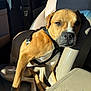 Billy is registered to the contest to win money with this photo: dog, canine, passenger_seat, car_interior, harness, leather_seat, sunlight, shadow, muzzle, paws, closeup, portrait, brown_coat, white_markings, seatbelt, upholstery_damage, relaxed, window, nose, whiskers