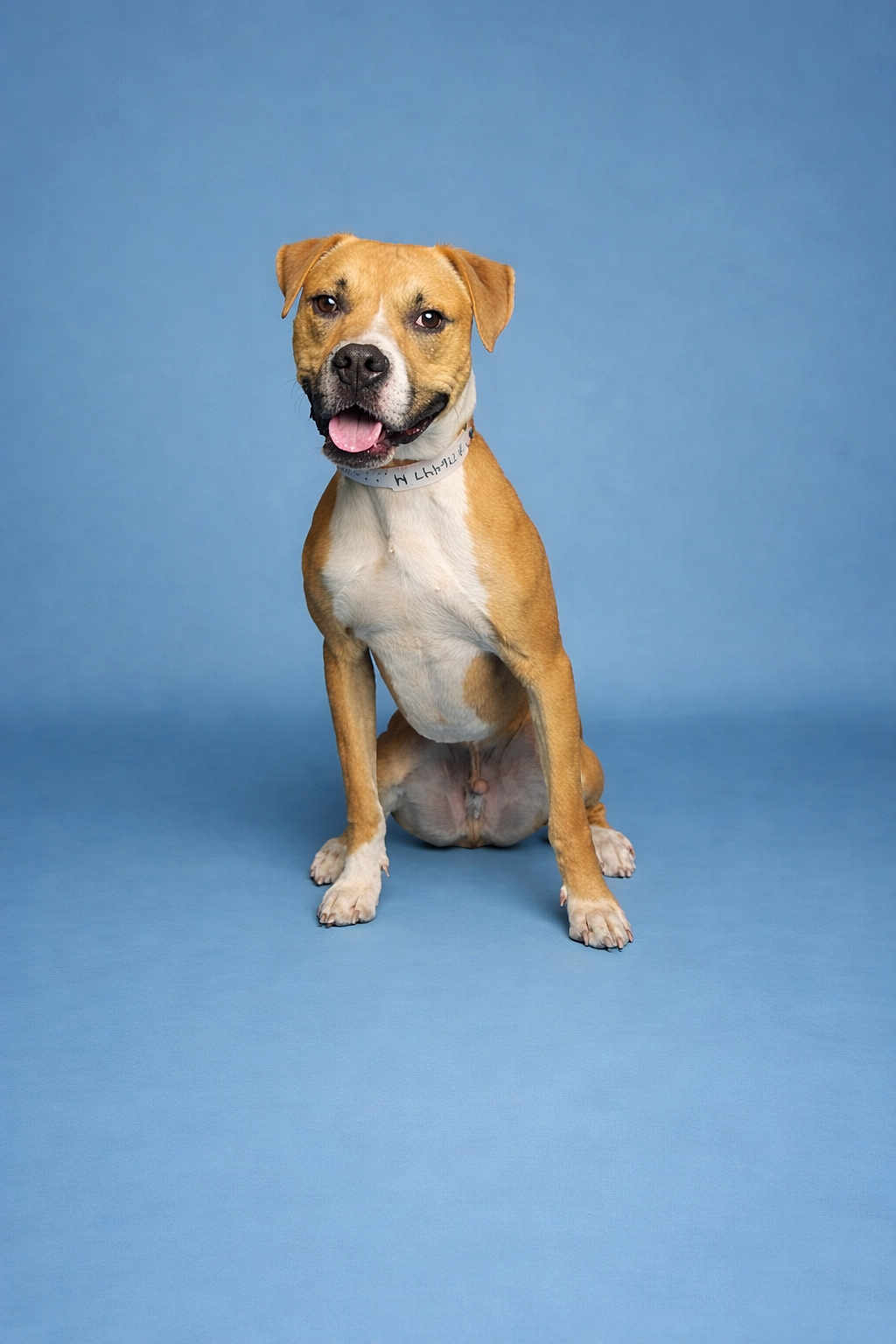 Billy joined the competition — help win amazing prizes! dog, brown_dog, pet, canine, sitting, blue_background, studio, portrait, tongue_out, collar, paws, eyes, ears, happy, looking_at_camera, front_legs, floor, shadow, short_fur, indoor