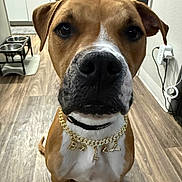 Billy is registered to the contest to win money with this photo: animal, brown_dog, canine, close_up, collar, curious, dog, domestic_animal, feeding_station, floor, flooring, gold_chain, household, indoor, kitchen, necklace, pet, sitting, white_chest, wooden_floor