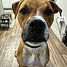 animal, brown_dog, canine, close_up, collar, curious, dog, domestic_animal, feeding_station, floor, flooring, gold_chain, household, indoor, kitchen, necklace, pet, sitting, white_chest, wooden_floor