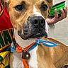 Billy is registered to the contest to win money with this photo: animal, bandana, bowl, brown, canine, close_up, collar, colorful_clothing, dog, ears, fur, hand, indoor, leash, looking_away, person, pet, portrait, snout, white