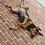 dog, canine, pet, animal, brick_patio, outdoor, relaxed, playful, lying_down, tail, ears, legs, fur, brown, black, snout, paw, sidewalk, concrete, hose
