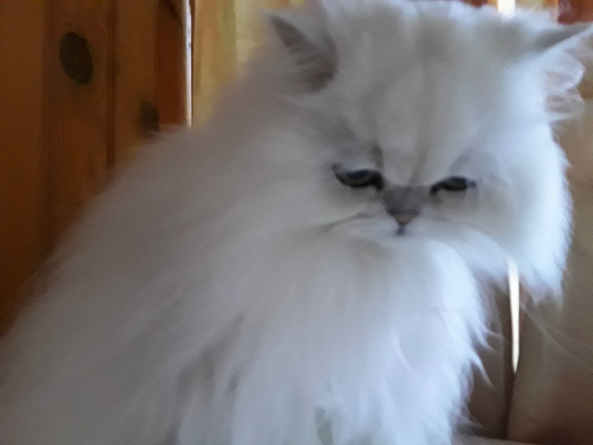 Miss a rejoint le concours — aidez-le/la à gagner de superbes lots ! british_longhair, carnivore, cat, event, felidae, fur, persian, plant, small_to_medium_sized_cats, snout, tail, terrestrial_animal, whiskers