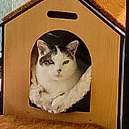 Lulu a rejoint le concours — aidez-le/la à gagner de superbes lots ! cat, cardboard_house, pet, indoor, cozy, feline, resting, fluffy, curious, animal, cute, domestic, paw, relaxed, carpet, pet_bed, soft, comfort, house, fur