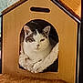 cat, cardboard_house, pet, indoor, cozy, feline, resting, fluffy, curious, animal, cute, domestic, paw, relaxed, carpet, pet_bed, soft, comfort, house, fur