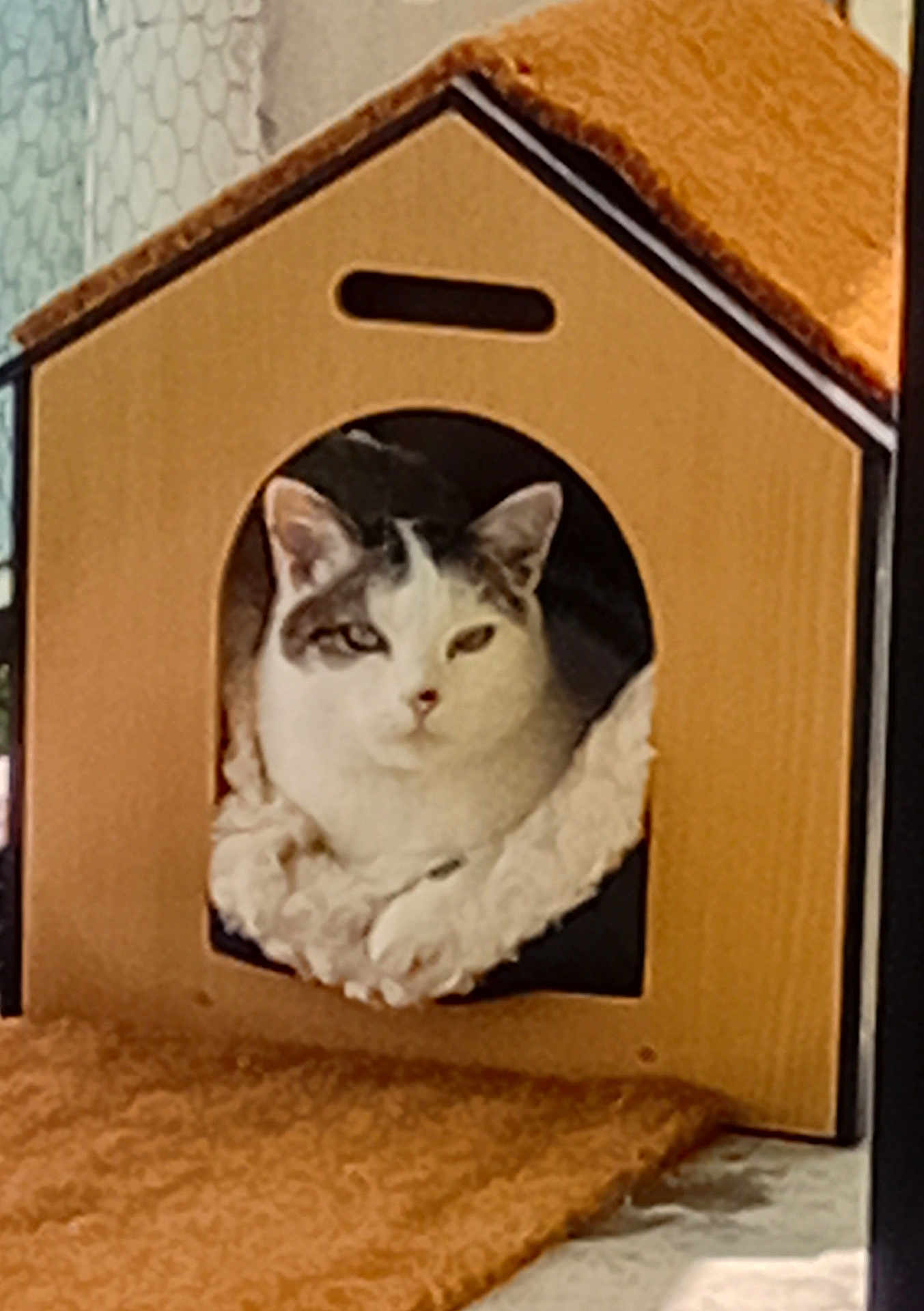 Lulu a rejoint le concours — aidez-le/la à gagner de superbes lots ! cat, cardboard_house, pet, indoor, cozy, feline, resting, fluffy, curious, animal, cute, domestic, paw, relaxed, carpet, pet_bed, soft, comfort, house, fur