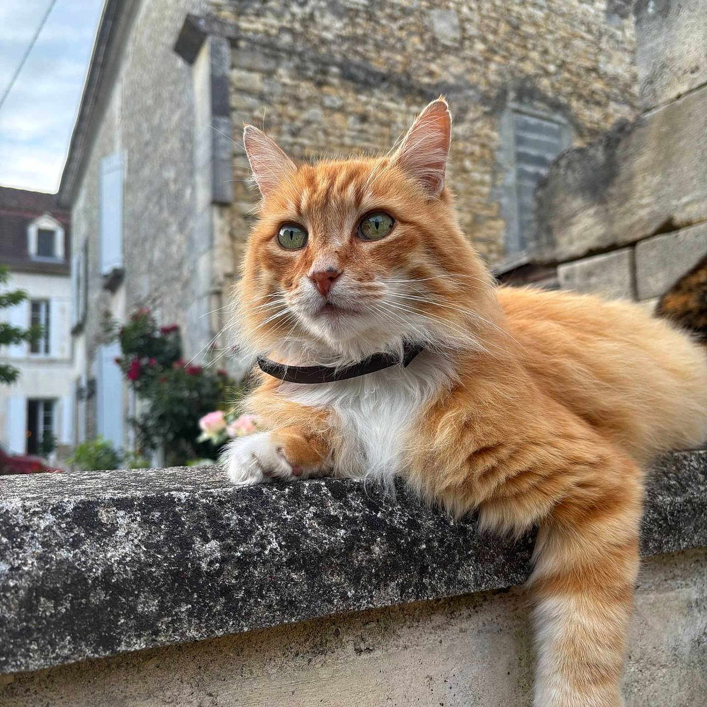 Gribouille participe au concours pour gagner de l'argent avec cette photo : animal, architecture, building, cat, closeup, collar, daylight, feline, flowers, fur, garden, ginger_cat, greenery, nature, outdoor, paw, pet, relaxed, resting, stone_wall
