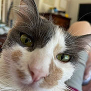Shelly is registered to the contest to win money with this photo: animal_portrait, blurred_background, cat, close_up, cozy, curious, cute, domestic_animal, ear, face, feline, friendly, green_eyes, household, indoor, nose, pet, relaxed, soft_fur, whiskers
