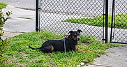 Ace joined the competition — help win amazing prizes! black_dog, brown_dog, calm, chain_link_fence, curb, daytime, dog, front_yard, grass, leash, nature, outdoor, parked_car, quiet, residential, sidewalk, street, suburban, tree, vehicle