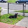 Ace joined the competition — help win amazing prizes! dog, grass, leash, chain_link_fence, sidewalk, street, parked_car, suburban, outdoor, residential, black_dog, brown_dog, quiet, calm, daytime, vehicle, nature, tree, curb, front_yard