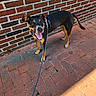 dog, leash, brick_wall, brick_pavement, outdoor, sunlight, panting, happy, pet, canine, black_dog, tan_markings, sidewalk, animal, mammal, walking, collar, ears, tail, tongue