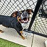dog, black_dog, tan_dog, happy_dog, smiling_dog, chain_link_fence, outdoor, grass, concrete, pet, canine, playful, looking_up, animal, friendly, ears_up, teeth, close_up, daylight, fence
