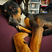 Ace is registered to the contest to win money with this photo: dog, pet, lying_down, couch, indoor, brown, black, fur, ears, nose, paw, shelf, books, storage, blanket, relaxed, closeup, home, furniture, portrait