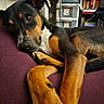 dog, pet, lying_down, couch, indoor, brown, black, fur, ears, nose, paw, shelf, books, storage, blanket, relaxed, closeup, home, furniture, portrait