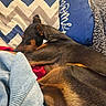 Ace joined the competition — help win amazing prizes! dog, sleeping, couch, pillow, blanket, resting, brown, black, fur, indoors, cozy, pet, home, comfort, relaxing, snuggled, fabric, texture, closeup, animal