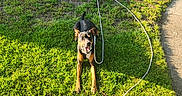 Ace joined the competition — help win amazing prizes! dog, grass, rope, ball, sunlight, outdoor, flower_pot, flowers, happy, pet, yard, greenery, playful, sunny, animal, garden, nature, cute, leash, dog_toy