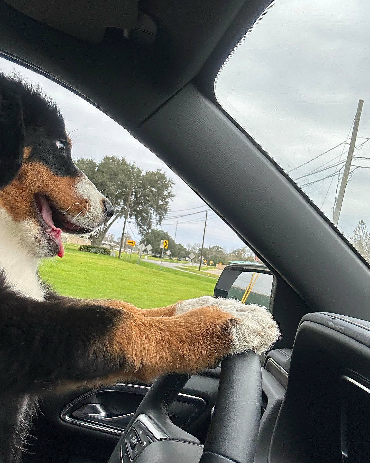 Maggie Mae joined the competition — help win amazing prizes! automotive_design, automotive_exterior, automotive_mirror, automotive_side_view_mirror, car, carnivore, cloud, companion_dog, dog, dog_breed, motor_vehicle, plant, rear_view_mirror, sky, steering_wheel, tree, vehicle, vehicle_door, window, windscreen_wiper