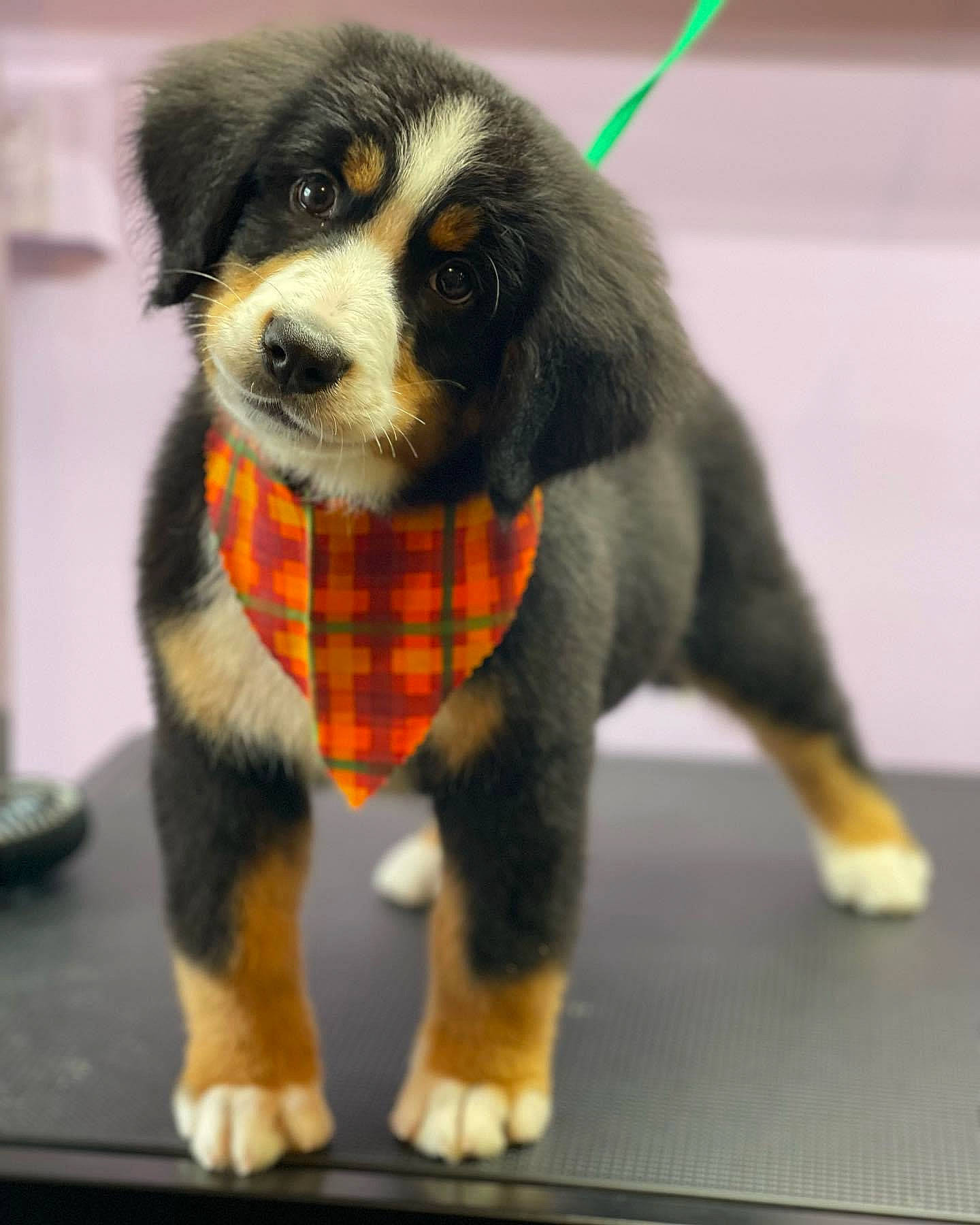 Maggie Mae is registered to the contest to win money with this photo: beaglier, canidae, carnivore, companion_dog, dog, dog_breed, dog_supply, fur, paw, puppy, snout, sporting_group, tail, terrestrial_animal, toy, whiskers, working_dog