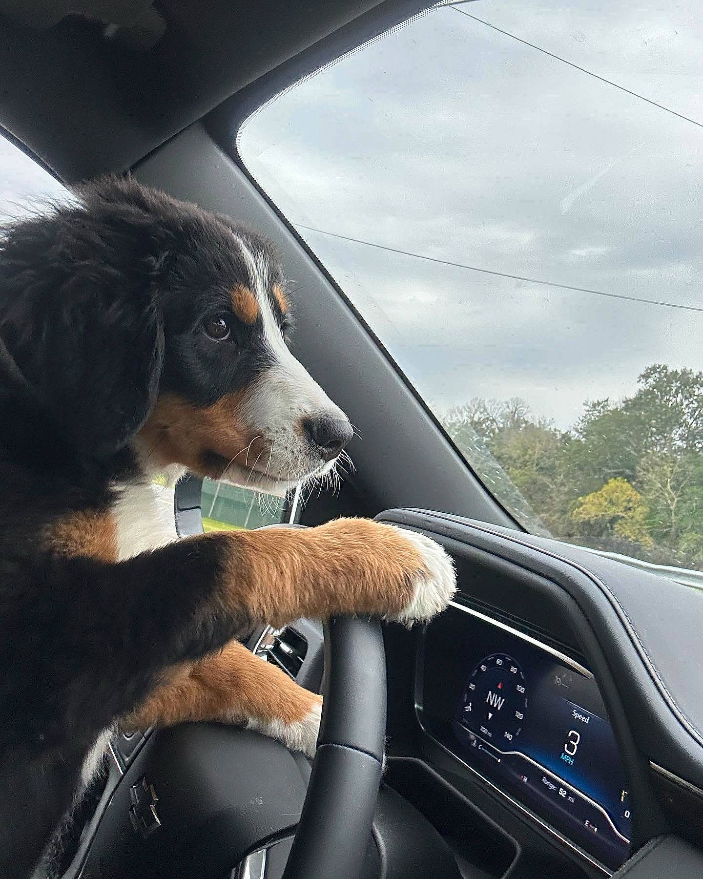 Maggie Mae is registered to the contest to win money with this photo: automotive_design, automotive_exterior, automotive_lighting, automotive_mirror, automotive_window_part, car, carnivore, cloud, companion_dog, dog, family_car, hood, motor_vehicle, personal_luxury_car, rear_view_mirror, sky, steering_wheel, vehicle, vehicle_door, windshield