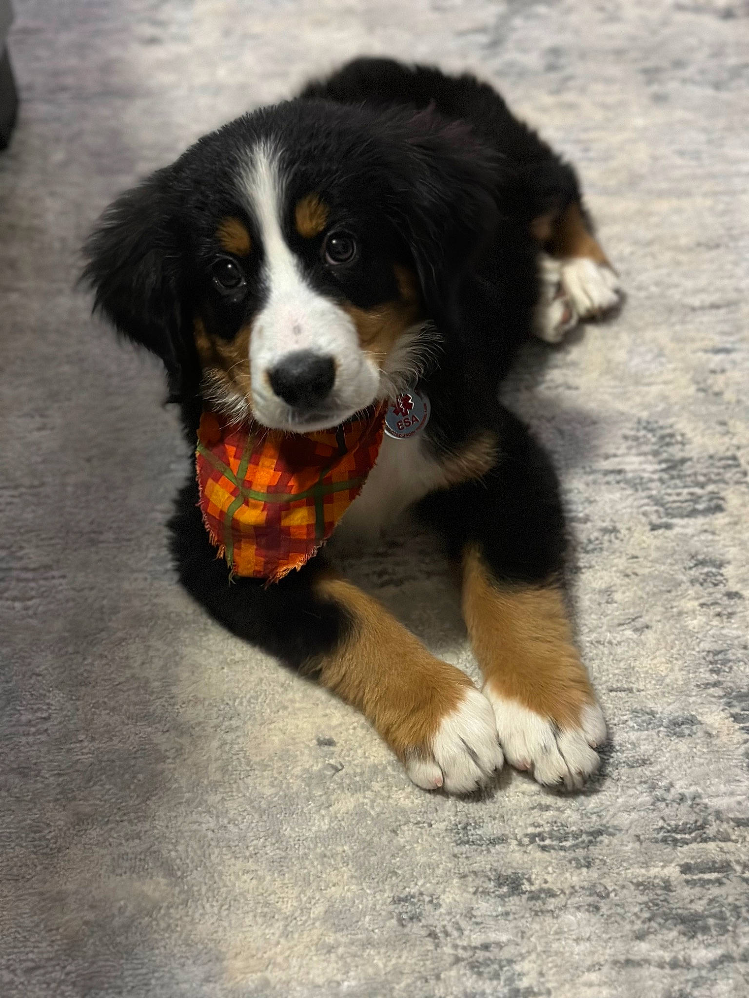 Maggie Mae joined the competition — help win amazing prizes! balance, bernese_mountain_dog, canidae, carnivore, companion_dog, dog, dog_breed, fur, herding_dog, hunting_dog, road_surface, sporting_group, terrestrial_animal, working_dog