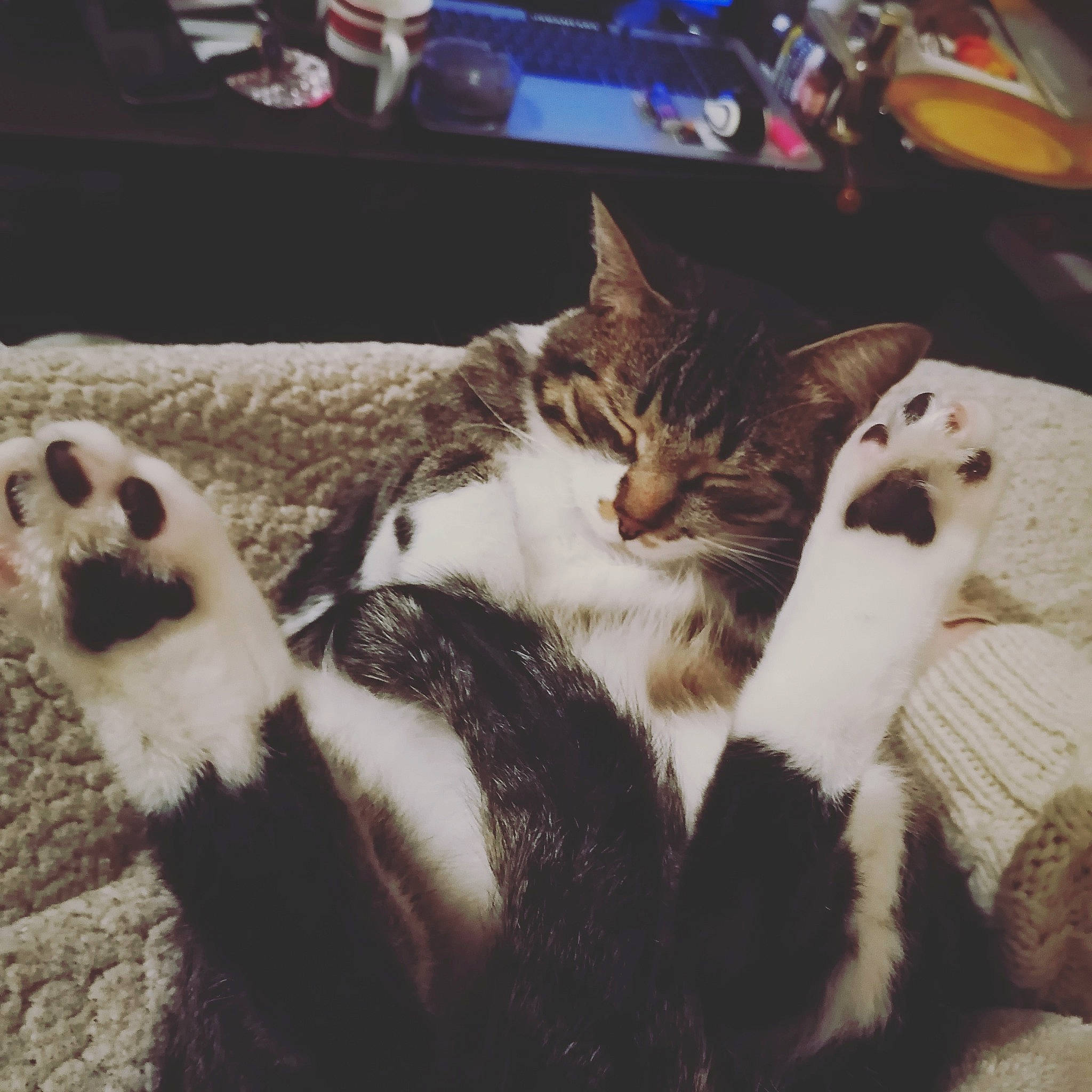 Nyx a rejoint le concours — aidez-le/la à gagner de superbes lots ! carnivore, cat, claw, cloud, comfort, domestic_short_haired_cat, felidae, fur, metal, nap, paw, photo_caption, sky, sleep, small_to_medium_sized_cats, square, tail, terrestrial_animal, whiskers, wood