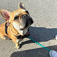 Colby a rejoint le concours — aidez-le/la à gagner de superbes lots ! accessories, animal, baby, boxer, bulldog, canine, clothing, dog, footwear, frenchbulldog, hound, leash, person, pet, pitbull, puppy, shoe, sneaker, strap, whitedog