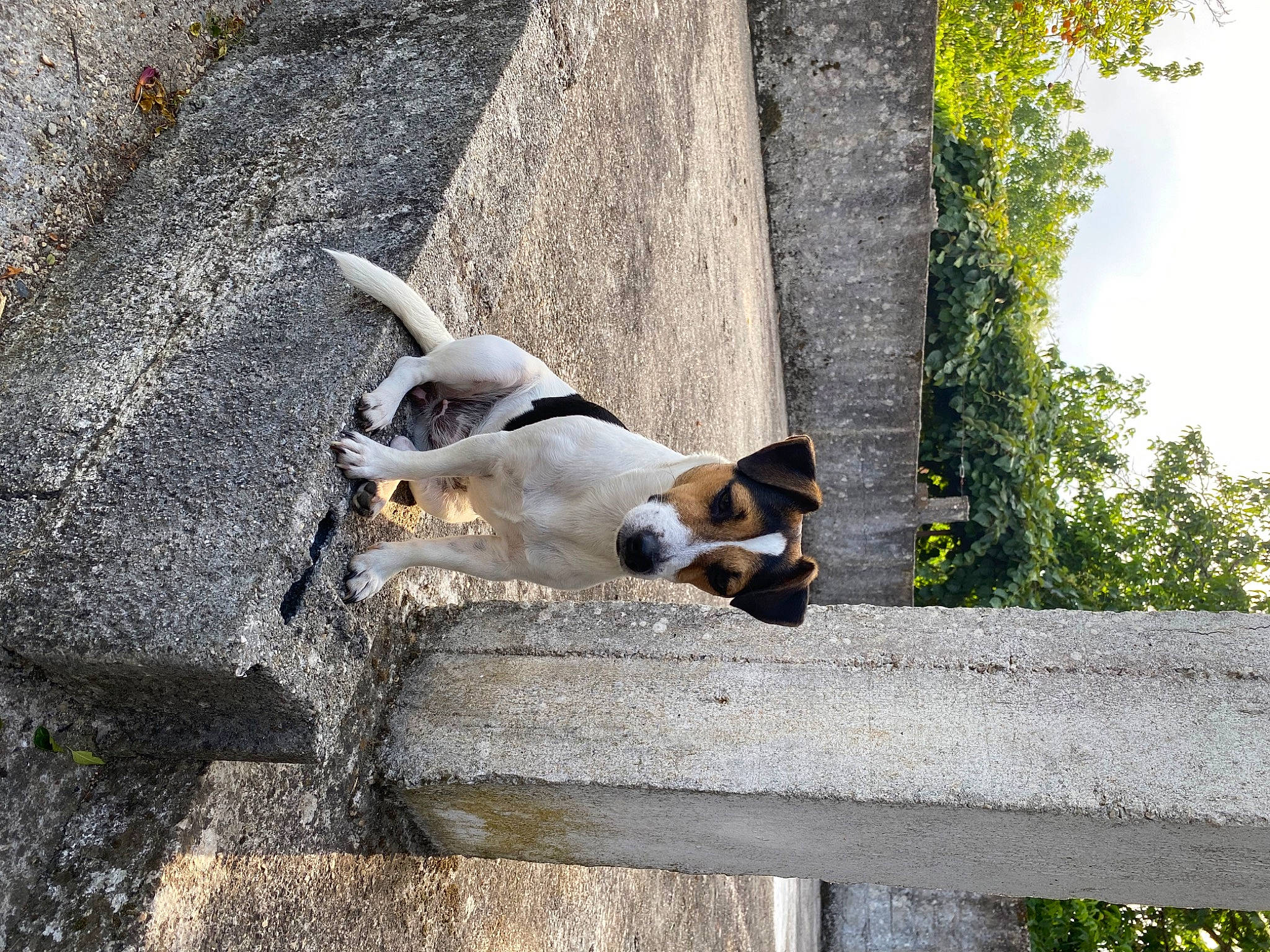 Sweetie a rejoint le concours — aidez-le/la à gagner de superbes lots ! canidae, carnivore, collar, companion_dog, dog, dog_breed, fawn, fur, grass, pet_supply, plant, road_surface, snout, sporting_group, tail, terrestrial_animal, tree, wildlife, wood, working_animal