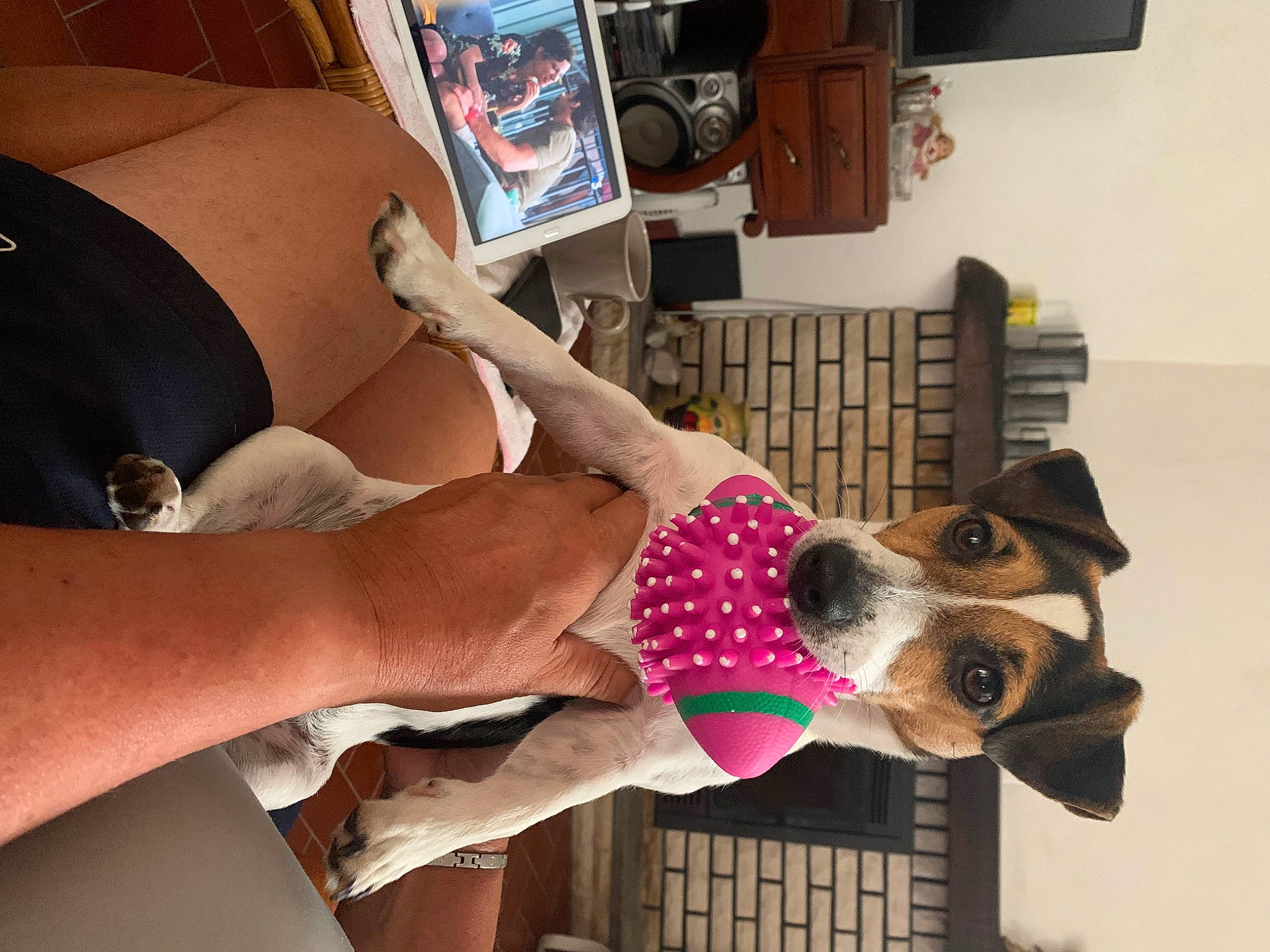 Sweetie participe au concours pour gagner de l'argent avec cette photo : carnivore, comfort, companion_dog, dog, dog_breed, dog_clothes, dog_supply, elbow, eyewear, fawn, human_leg, knee, leg, picture_frame, selfie, television, thigh, toy, trunk, working_animal