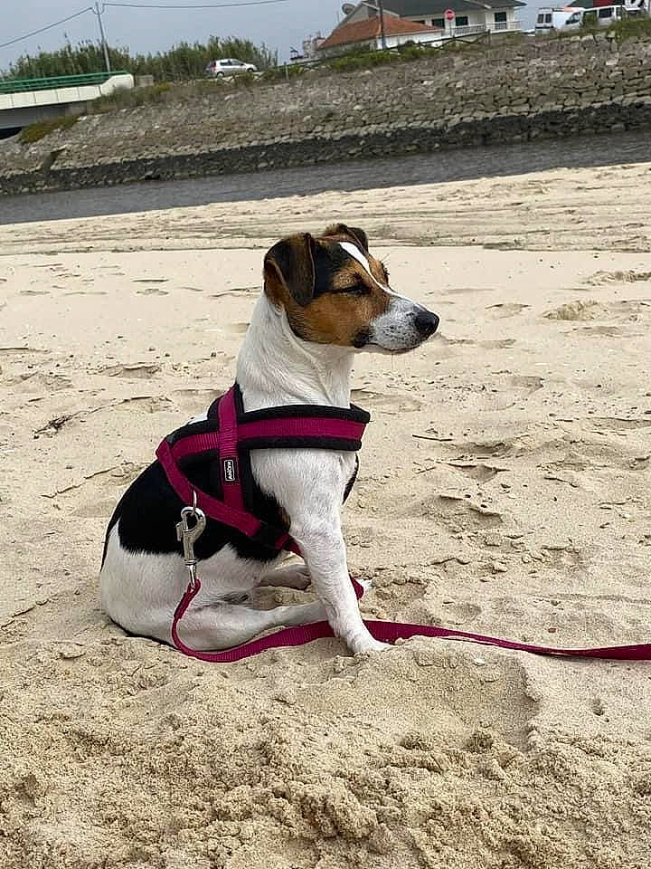 Sweetie participe au concours pour gagner de l'argent avec cette photo : canidae, carnivore, collar, companion_dog, dog, dog_breed, dog_collar, dog_supply, eyewear, fashion_accessory, fawn, landscape, leash, pet_supply, plant, sky, snout, sporting_group, sunglasses, working_animal