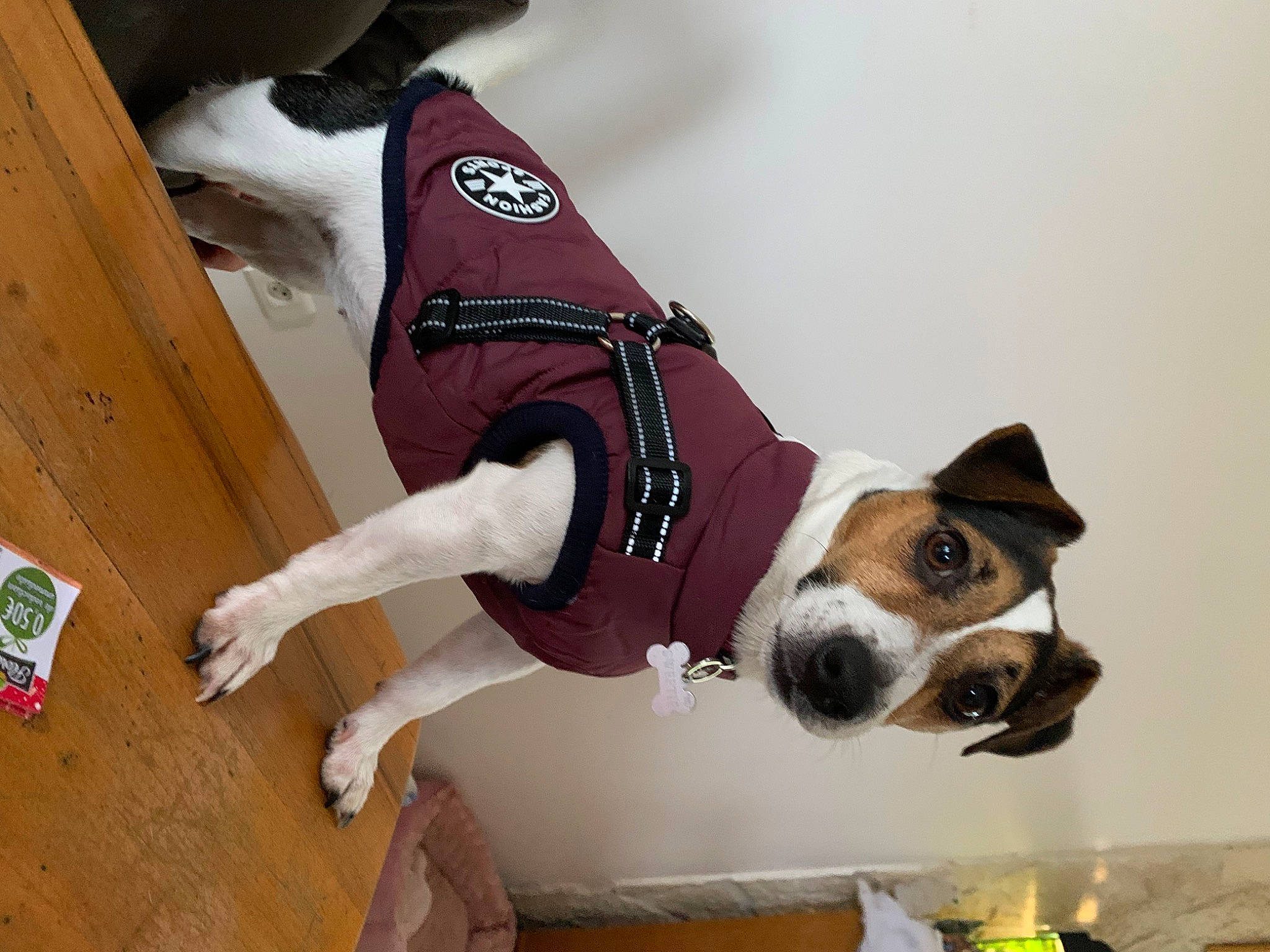 Sweetie a rejoint le concours — aidez-le/la à gagner de superbes lots ! canidae, carmine, carnivore, collar, companion_dog, dog, dog_breed, dog_clothes, dog_collar, dog_supply, fawn, hardwood, hound, pet_supply, snout, sporting_group, tail, wood, wood_stain, working_animal