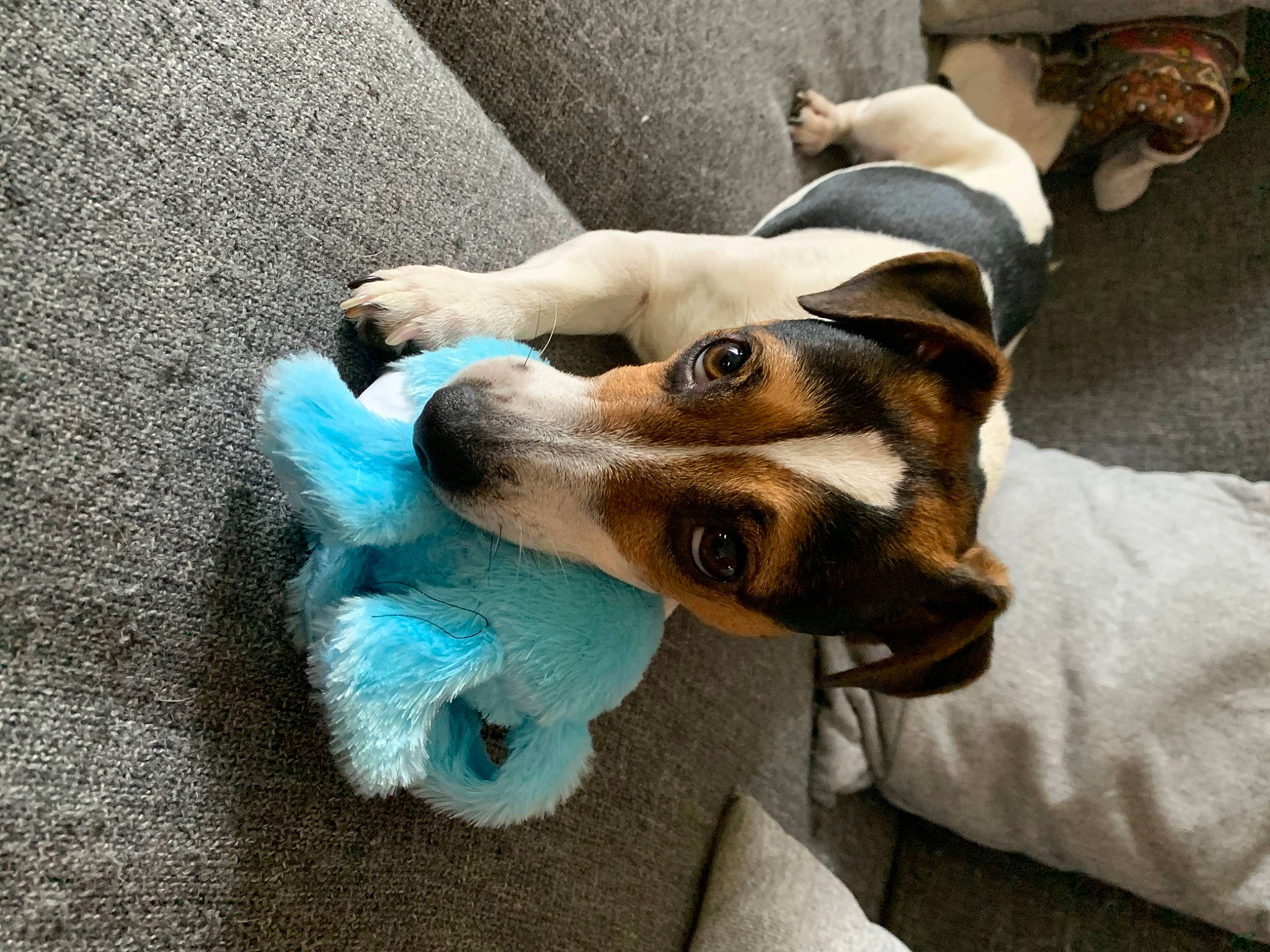 Sweetie a rejoint le concours — aidez-le/la à gagner de superbes lots ! carnivore, comfort, companion_dog, dog, dog_breed, dog_supply, electric_blue, flooring, fur, nap, non_sporting_group, paw, puppy, spitz, toy_dog, whiskers, working_animal, working_dog