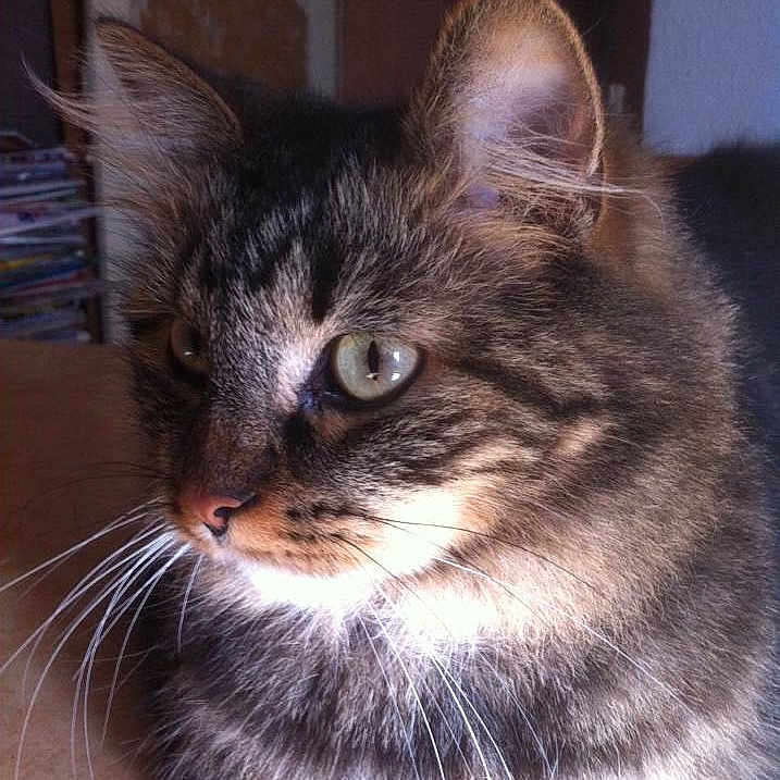 Whisky