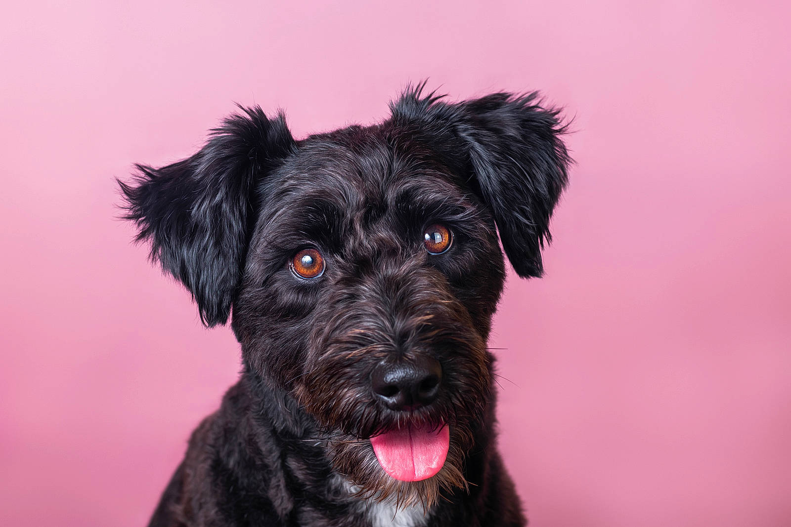 Lola Bean a rejoint le concours — aidez-le/la à gagner de superbes lots ! affenpinscher, bolonka, canidae, carnivore, companion_dog, dog, dog_breed, ear, fur, mammal, miniature_schnauzer, puppy, rare_breed_dog, schnauzer, schnoodle, small_terrier, snout, sporting_group, terrier, vertebrate