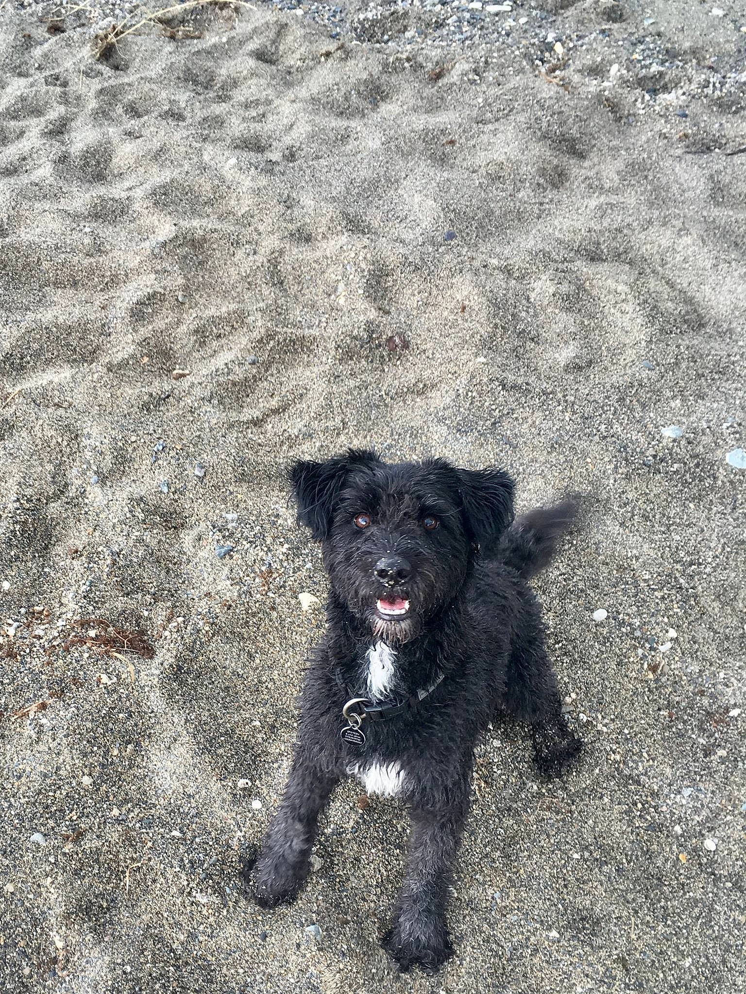 Lola Bean a rejoint le concours — aidez-le/la à gagner de superbes lots ! canidae, carnivore, dog, dog_breed, mammal, patterdale_terrier, rare_breed_dog, snout, sporting_group, terrier, working_dog