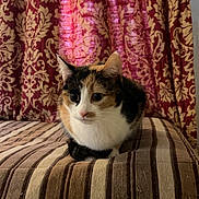 Luna is registered to the contest to win money with this photo: calico_cat, cat, striped_cushion, cushion, striped_fabric, indoor, pet, animal, fur, ears, whiskers, face, curious, resting, furniture, patterned_curtain, red_curtain, gold_pattern, domestic_cat, cute