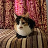 animal, calico_cat, cat, curious, cushion, cute, domestic_cat, ears, face, fur, furniture, gold_pattern, indoor, patterned_curtain, pet, red_curtain, resting, striped_cushion, striped_fabric, whiskers