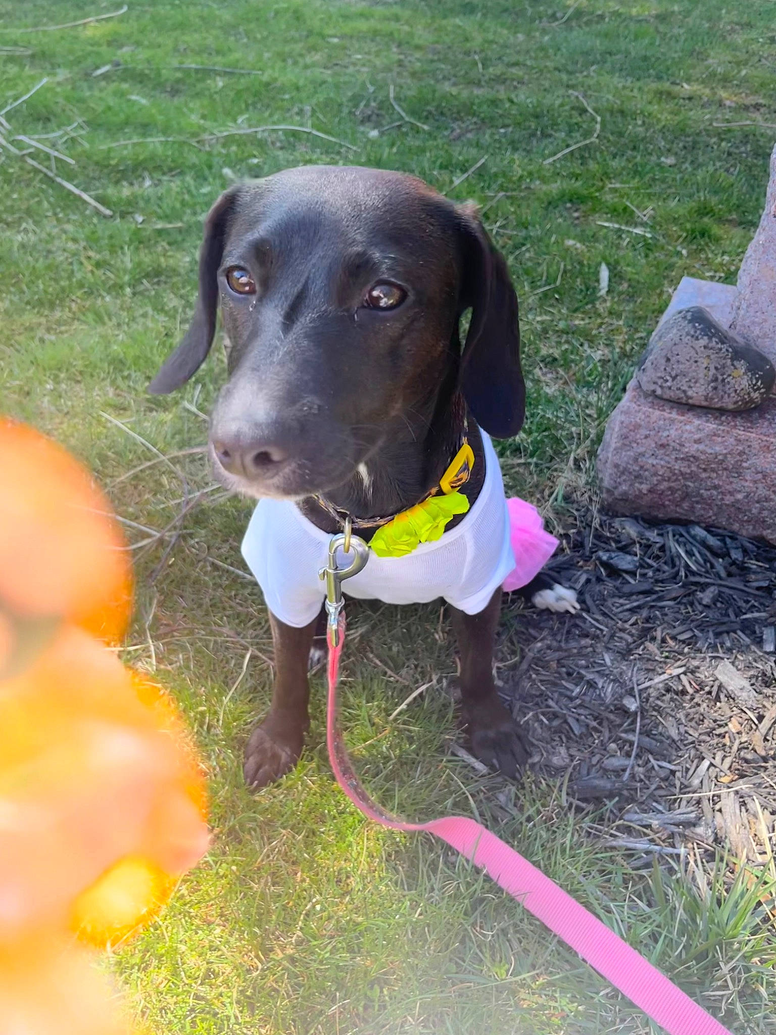 Luzille is registered to the contest to win money with this photo: borador, canidae, carnivore, collar, companion_dog, dog, dog_breed, dog_collar, dog_supply, fawn, grass, gun_dog, leash, personal_protective_equipment, pet_supply, plant, snout, sporting_group, tail, working_animal