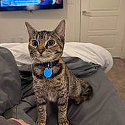 Skye joined the competition — help win amazing prizes! cat, tabby, pet, indoor, bed, collar, blue_tag, curious, alert, feline, whiskers, ears, fur, domestic_animal, home, blanket, television, room, carpet, door