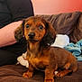 Millie joined the competition — help win amazing prizes! puppy, dog, dachshund, brown_dog, couch, blanket, person, black_shirt, smartwatch, indoor, pet, sitting, fur, ears, cute, looking, animal, home, cozy, relaxing