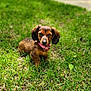 Millie joined the competition — help win amazing prizes! puppy, dog, dachshund, grass, outdoor, pet, animal, young, cute, collar, brown, small, nature, sunlight, fur, ears, eyes, ground, portrait, adorable